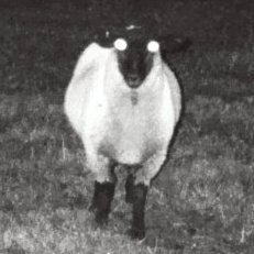 Lamb_OfG0d's profile picture. FNAFTWT.  》Retired drama guy.