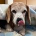 akko 🇯🇵 world famous beagle lover yogini (@akko99842463) Twitter profile photo
