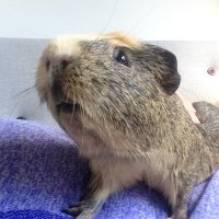 Mr Bumble(@badgerbumble) 's Twitter Profile Photo