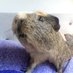 Mr Bumble (@badgerbumble) Twitter profile photo Mr Bumble (@badgerbumble) Twitter profile photo