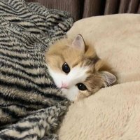 Nysa (@txtambis) 's Twitter Profile