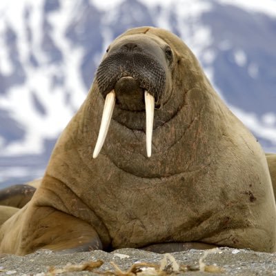 WalrusUnknown's profile picture. coo-coo-ca-choo