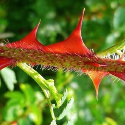 xdh01y's profile picture. Wer über manche Dinge nicht den Verstand verliert, hat keinen zu verlieren.
Allgemein aber sowas von SATIRE, was sonst.