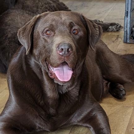 We is Bixby, Olive and Chewie, three fun packed loveable Labradors living our best life, founder members of the Union for Brown & Black Butts (UBBB)