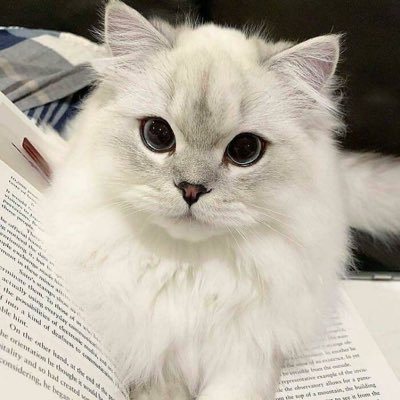 just a Persian cat living life