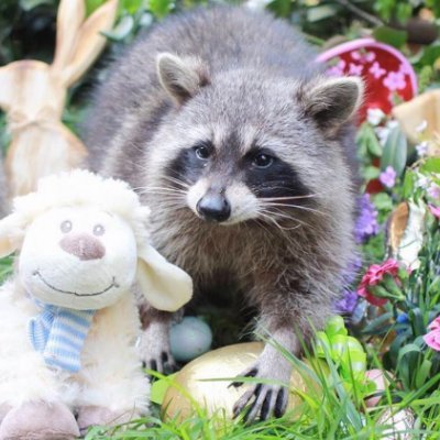 Discover the mischievous world of raccoons 🦝.  join us for adorable moments and playful adventures  ....🦝💗
