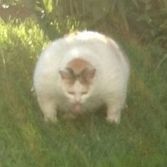 Catさんのプロフィール画像