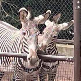 ヘッダーとアイコンは神奈川県横浜市にある野毛山動物園で撮りました。写真はスマホ撮影です。