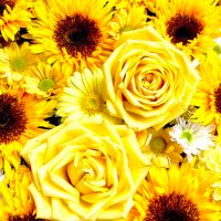 🌻ひまわり🌻 (@kaichan02100210) 's Twitter Profile Photo 🌻ひまわり🌻 (@kaichan02100210) 's Twitter Profile Photo