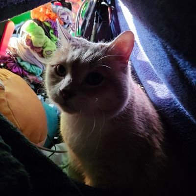 Archfiend Gatoさんのプロフィール画像