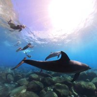 ダイビングサークル『UMI』 (@umi_diving_2020) Twitter profile photo