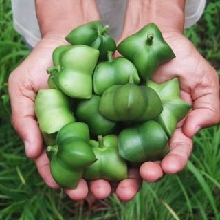 ペルー発『インカグリーンナッツオイル』で内側からキレイに健康に✨️ 2005年より「インカグリーンナッツ」開発プロジェクトを開始。消費者と生産者の生活の改善に役立つ商品をお届けします。