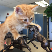 Dr. Wilson, Hospital Cat (@drwilson_meow) 's Twitter Profile