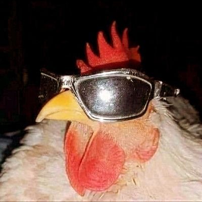 murga1026's profile picture. pak pak pakak