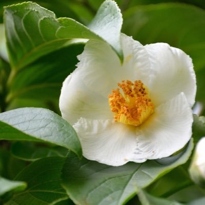 sirius0068's profile picture. 自己紹介はいらないね🐾