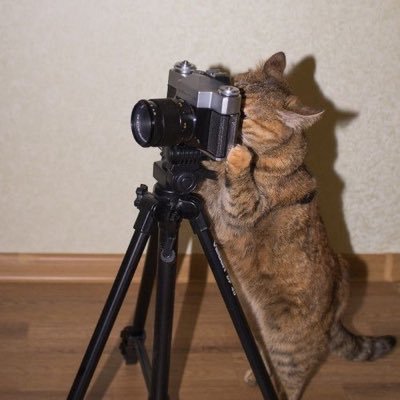 photographer & general train nerd | leftist- not a Labour member (he/him) YNWA 🏳️🌈
