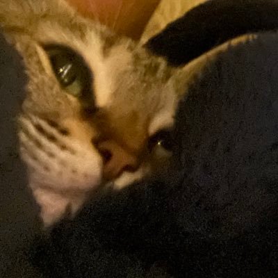 Mrsdobrikk's profile picture. mixture of nationalities