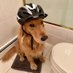 helmetdoginausedcar (@wifhelmet) Twitter profile photo helmetdoginausedcar (@wifhelmet) Twitter profile photo