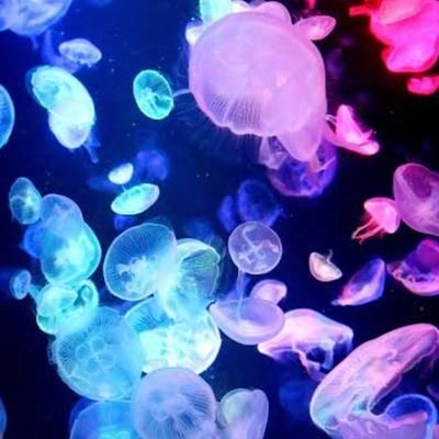 zVAVtEhDXR60878's profile picture. ストグラ観測者
MOZU･🐼中心
無言フォロー失礼致します