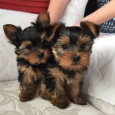 Yorkie family
Breeder of adorable teacup and standard Yorkie puppies,  DM for more information.