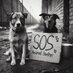 Sos Revamp Our Shelters (@Eastonlou1) Twitter profile photo