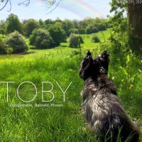 TOBY CAIRN TERRIER 💔🌈🐾🐶(@CairnToby) 's Twitter Profile Photo