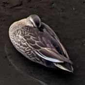 qtYQqdKVt537663's profile picture. 