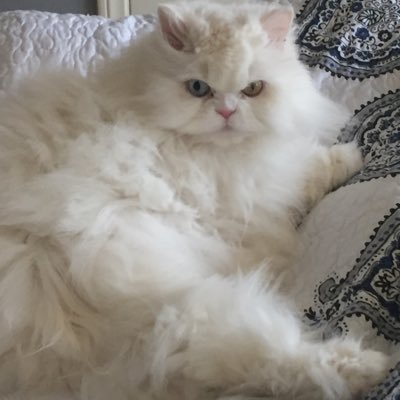 McFluffyAine's profile picture. 