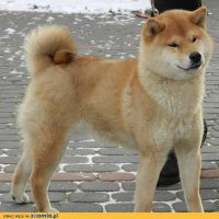 shirjo (@shirjocs) 's Twitter Profile