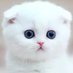 0xWhiteCat (@0x_whitecat) Twitter profile photo 0xWhiteCat (@0x_whitecat) Twitter profile photo