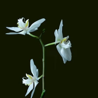 Snow690875's profile picture. 