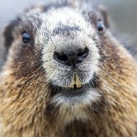 Prophet Marmot(@ProphetMarmot) 's Twitter Profile Photo