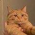 cheddar 🧡 fritz (@chedstack) Twitter profile photo cheddar 🧡 fritz (@chedstack) Twitter profile photo