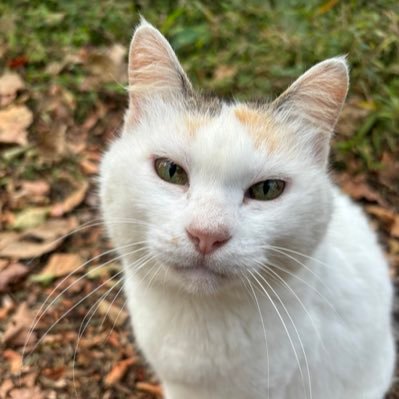 tanakakouhei00's profile picture. 琉大農学部3年 サークルで密かに大麻とハブ育ててます。