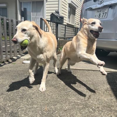元保護犬のラブラドールと元保護猫の楽しい日々の記録 お友達たくさんできますように♫ 固定→プロフィール、ご覧ください フォロ歓迎!無言フォロー失礼します #ラブラドールレトリバー #犬 #猫 #黒猫 #犬好きさんと繋がりたい #猫好きさんと繋がりたい #犬いる暮らし #猫のいる暮らし