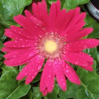 Roma Sayer (@romasayer) 's Twitter Profile