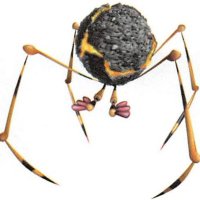 imonlyhereforpikmin (@onlyhereforpkmn) 's Twitter Profile Photo imonlyhereforpikmin (@onlyhereforpkmn) 's Twitter Profile Photo