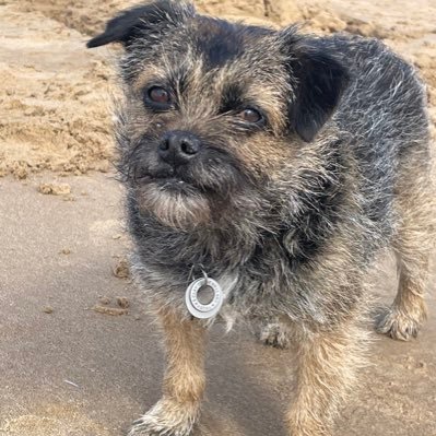 Pre-loved & rehomed thru’ BTW Feb 2018. Proud member of #BTPosse, telly addict. Shares home with @DorisAnnW and @BruffBT. Loves the beach!