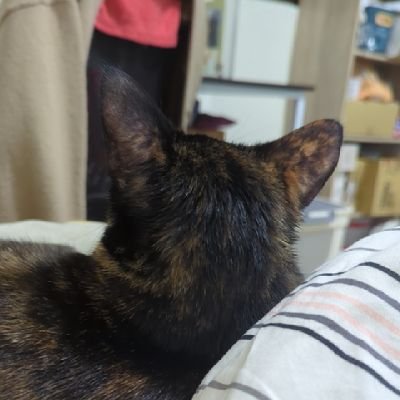 ayato_tsujima's profile picture. 🇹🇼 cp大雜食的追星宅宅||這個帳號盡量以追星(三次元)為主||2018.05 msma.とみたん🩷||2023.11 新人elf💙圭雲雙推