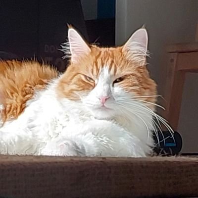 NiburuMarduk's profile picture. 