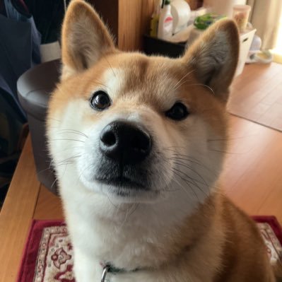 itazura_mame's profile picture. “事実は小説よりも奇なり”
物事の見えない部分を知ることに興味あり。直感重視で無計画（しかし、長考すると高確率でコケる）。戒めのために記録を決意。モノ作り。時々愛犬。手帳。ラジオも追加。