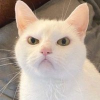 Max (@maxmerro) 's Twitter Profile Photo Max (@maxmerro) 's Twitter Profile Photo