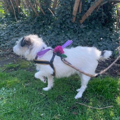 A gardener , artist, peasant + nature saver …community projects ….plus a bit of politix. …GGma with a wee old terrier 🐾 got a cursed free blue tick ….its crap