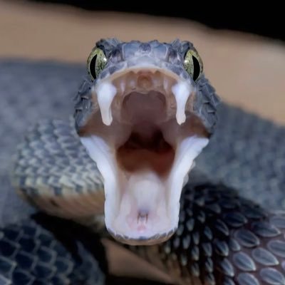 VenomoussTruth Profile Picture