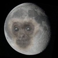 mono lunar(@micodelaluna) 's Twitter Profile Photo