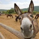 Bryan Lozano - @bryan_loza71430 - Twitter