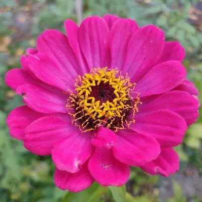 zinnia_elegans1 Profile Picture