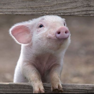Wilbur the Pig