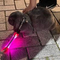 ʚ蘭ɞらびっと (@rabb__it_kun) 's Twitter Profile