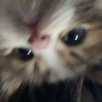 곰 (@booom013) 's Twitter Profile